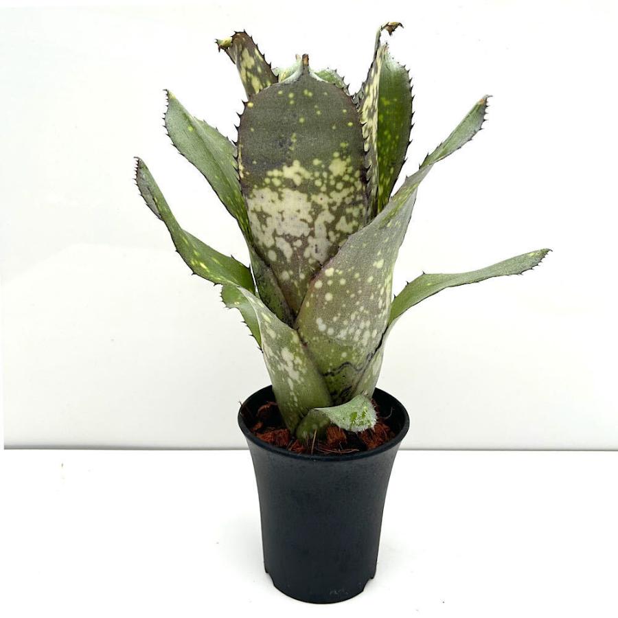 観葉植物）一点物 ビルベルギア 'アラカイ'（1株）タンクブロメリア
