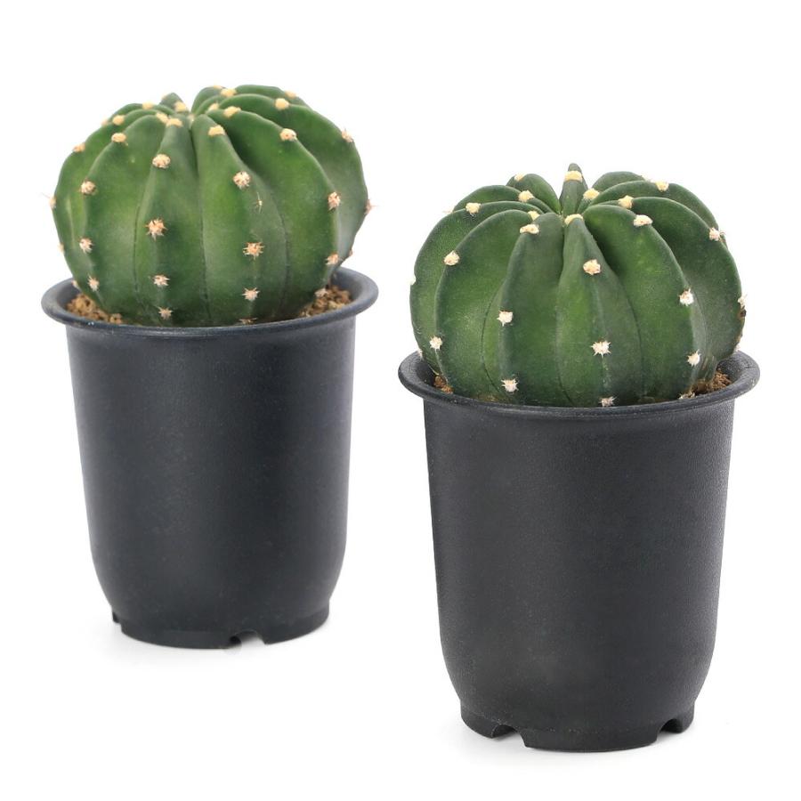 チャーム（charm） （多肉植物）サボテン 王冠短毛丸（オウカンタンゲ