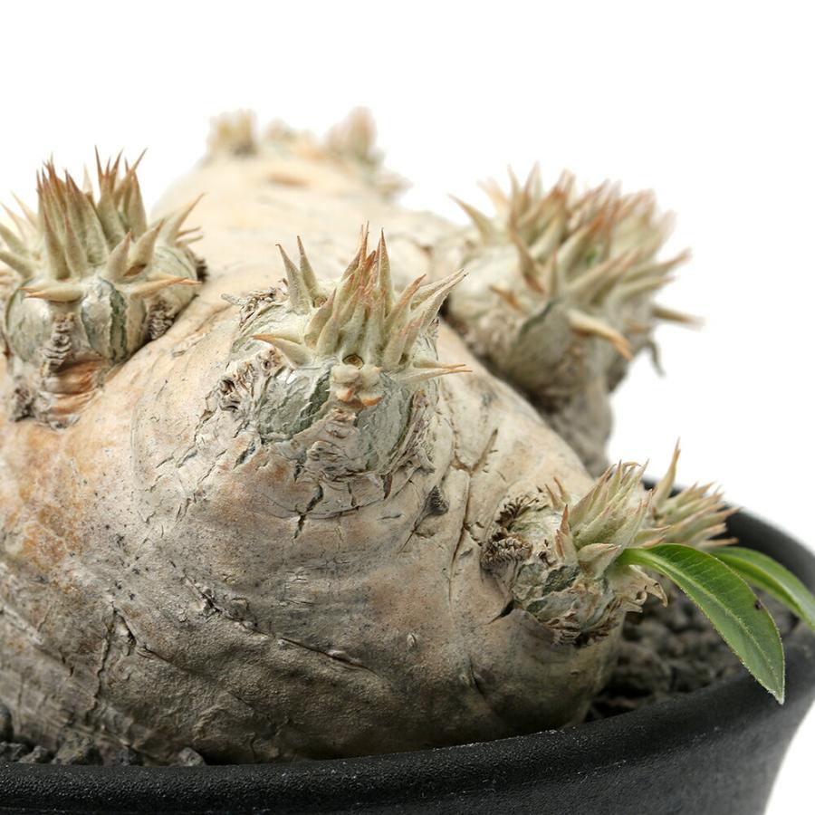 多肉植物）一点物 パキポディウム ブレビカウレ 恵比寿笑い 現地株 秋