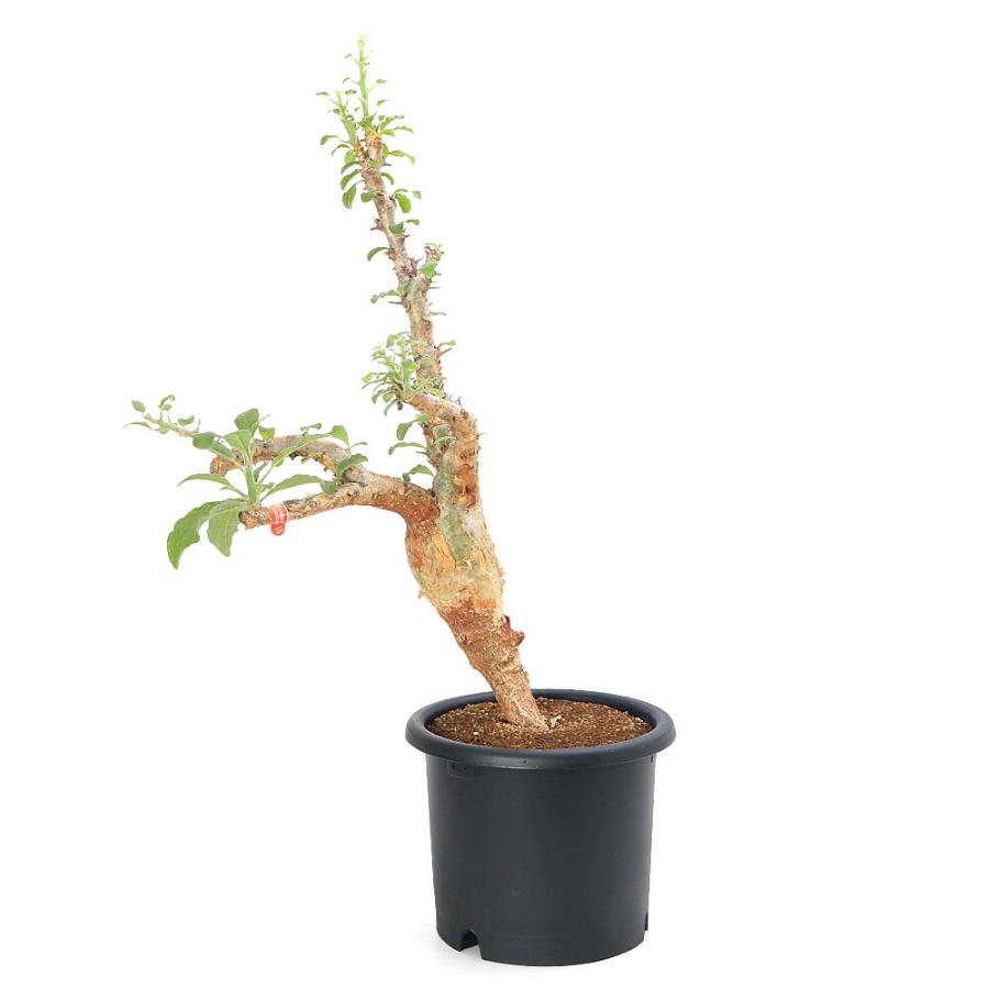 多肉植物）一点物 セサモタムナス ブッセアヌス 現地株 7号（1株）秋