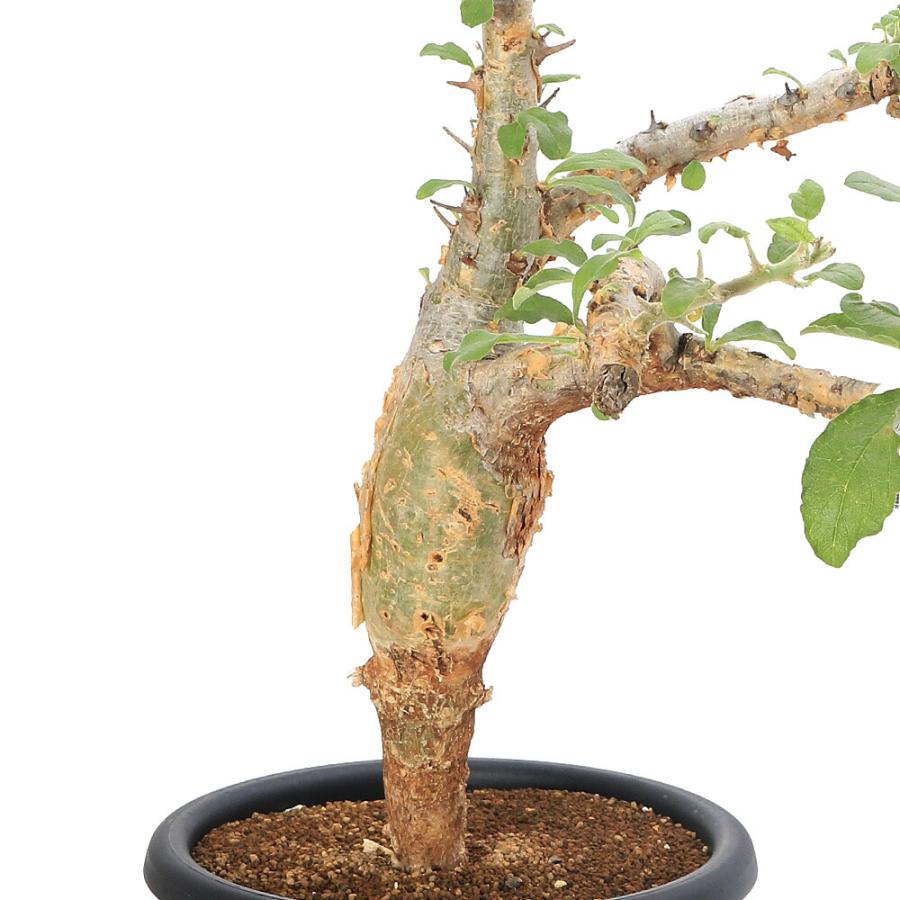 多肉植物）一点物 セサモタムナス ブッセアヌス 現地株 7号（1株）秋