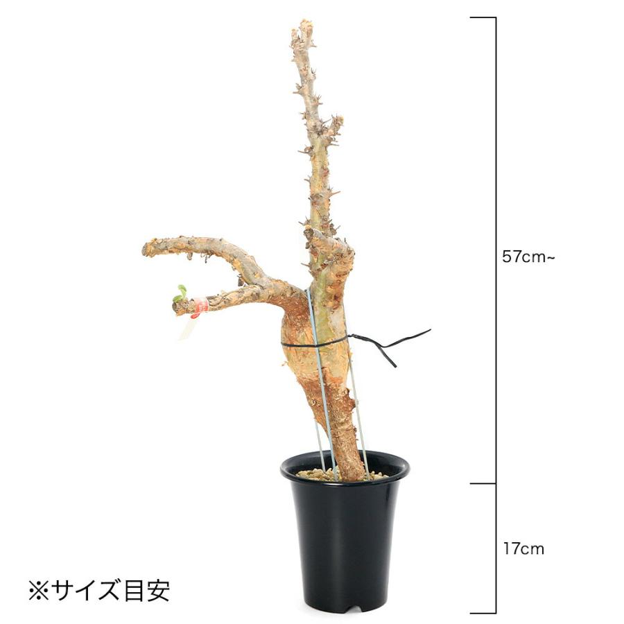 多肉植物）一点物 セサモタムナス ブッセアヌス 現地株 7号（1株）秋