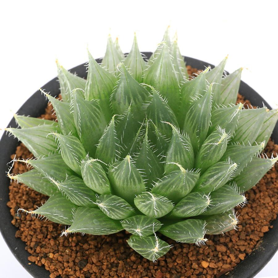 （多肉植物）ハオルチア　スペックシー　３号（１鉢）（Yahoo!・charm 第2ヤフー店）