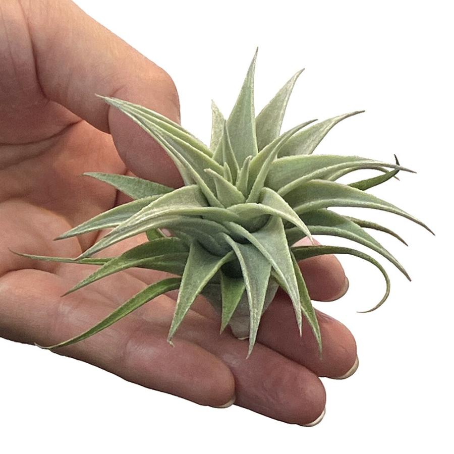 観葉植物）エアープランツ チランジア エディシアエ グリーンフォーム