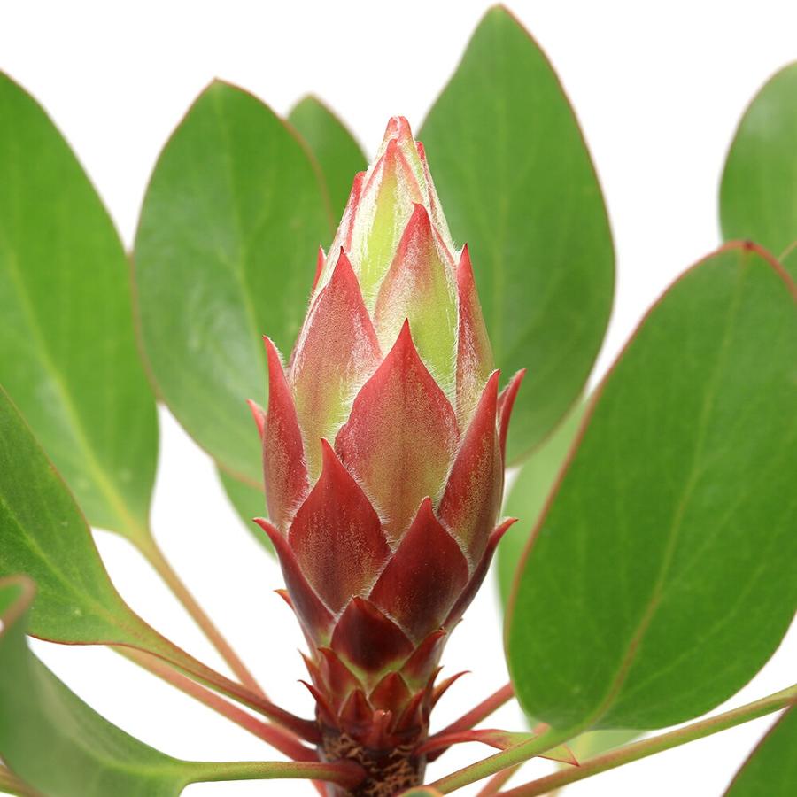 観葉植物）プロテア リトルプリンス 5号（1鉢） オージープランツ