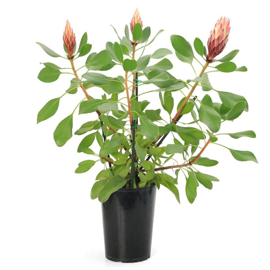 観葉植物）プロテア リトルプリンス 5号（1鉢） オージープランツ