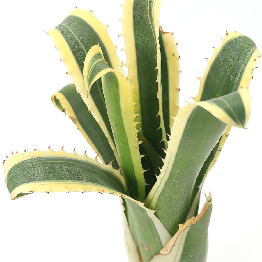 観葉植物）一点物 ホヘンベルギア カーラ 3．5号（1株） : charm 第