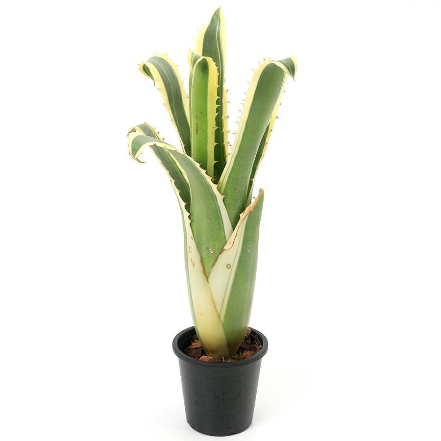 観葉植物）一点物 ホヘンベルギア カーラ 3．5号（1株） : charm 第