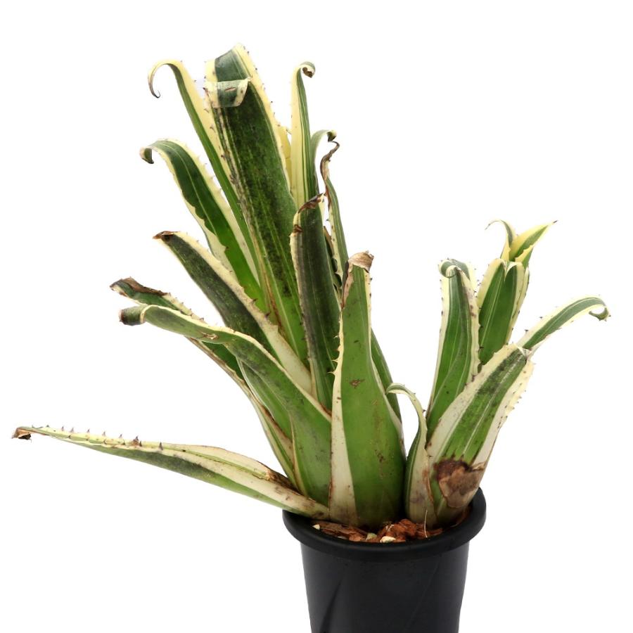 観葉植物）一点物 ホヘンベルギア カーラ 6号（1株） : charm 第2