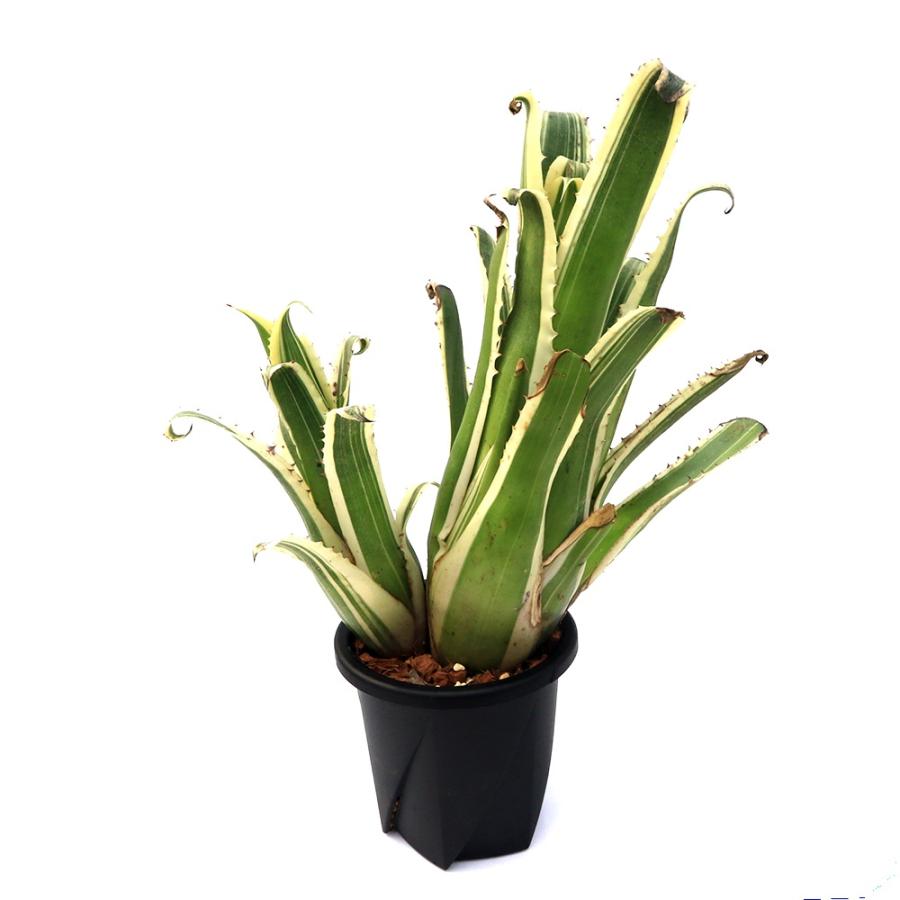 ホヘンベルギア　カーラ　抜き苗発送　子株付き 観葉植物）一点物 ホヘンベルギア カーラ 6号（1株） : charm 第2