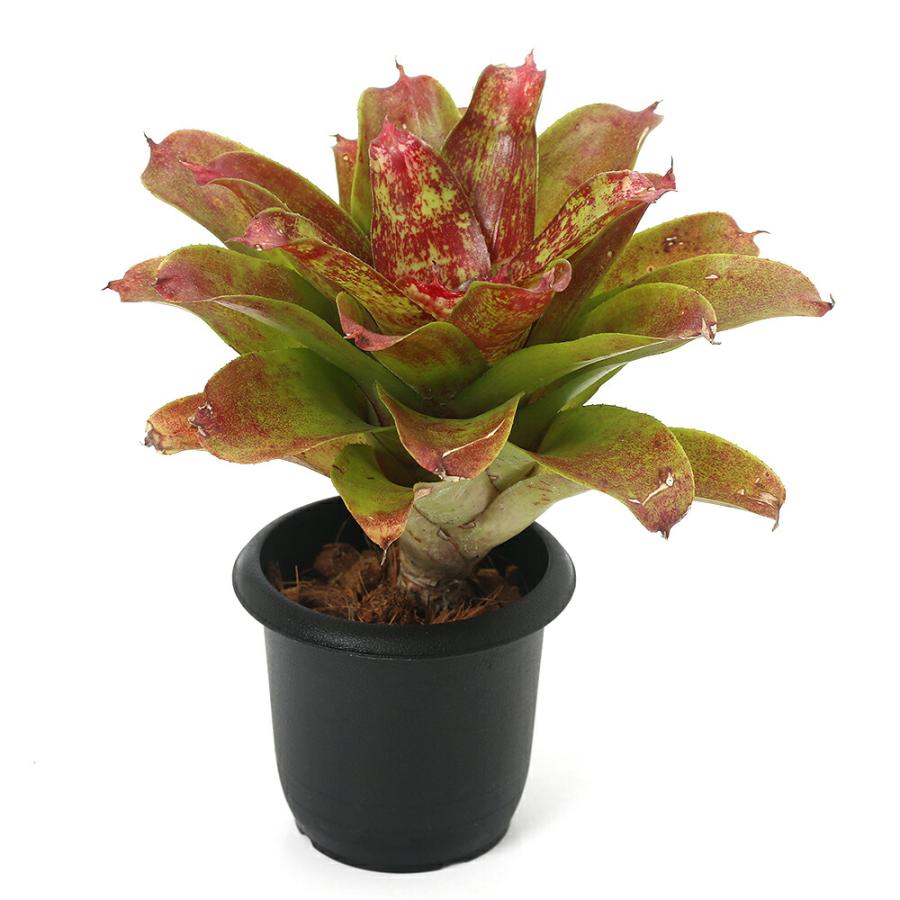 観葉植物）ネオレゲリア J．S レッド コンパクト 3号（1株
