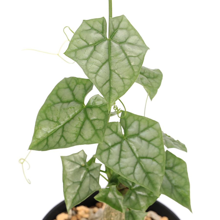 多肉植物）ゲラルダンサス マクロリザス 3号 眠り布袋（1鉢） 塊根