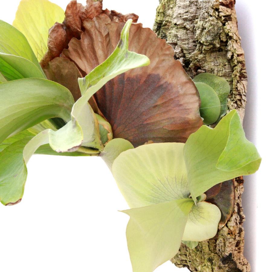 観葉植物）一点物 ビカクシダ フルムーン バージンコルク付け（1個