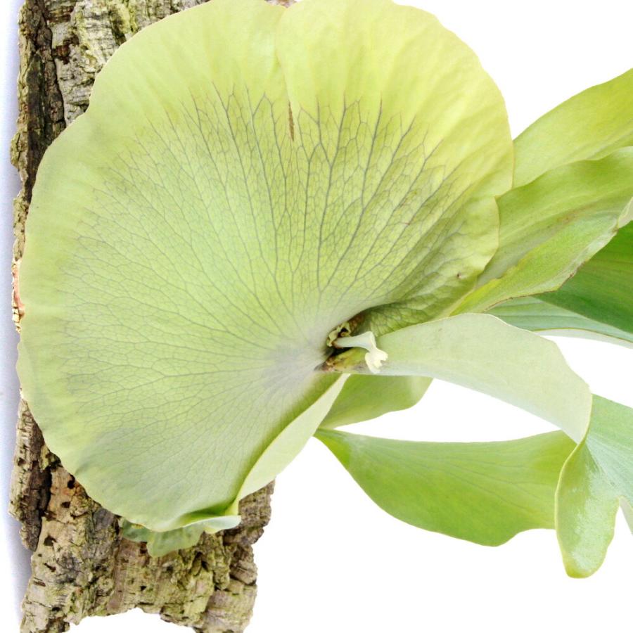 観葉植物）一点物 ビカクシダ フルムーン バージンコルク付け（1個