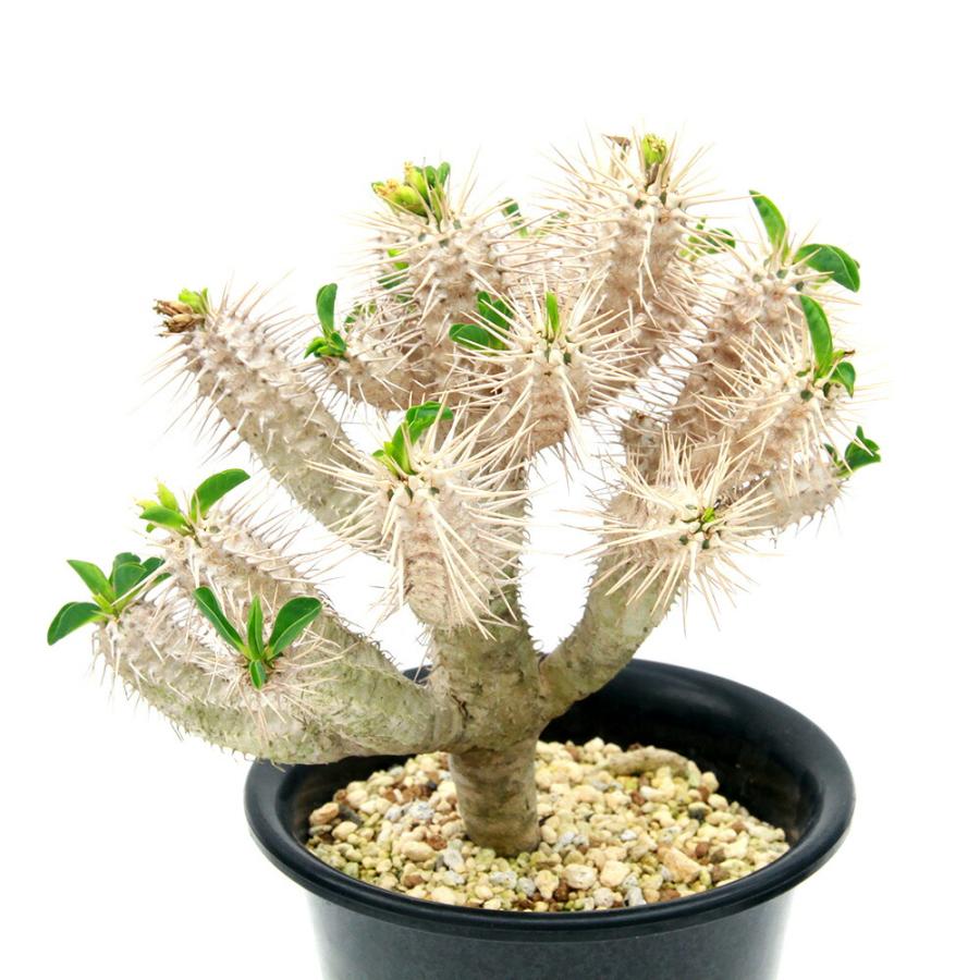 ギラウミニアナ　実生　多頭⑤ 多肉植物）一点物 ユーフォルビア ギラウミニアナ 実生 5号（1鉢