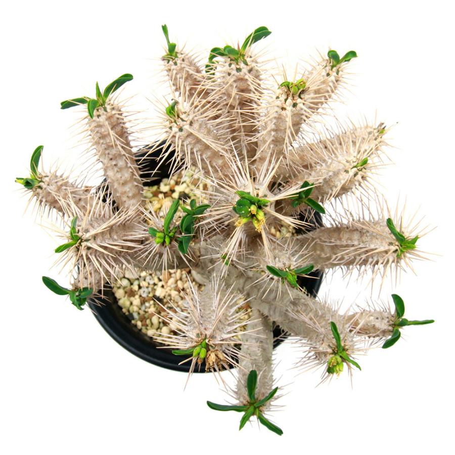 多肉植物）一点物 ユーフォルビア ギラウミニアナ 実生 5号（1鉢