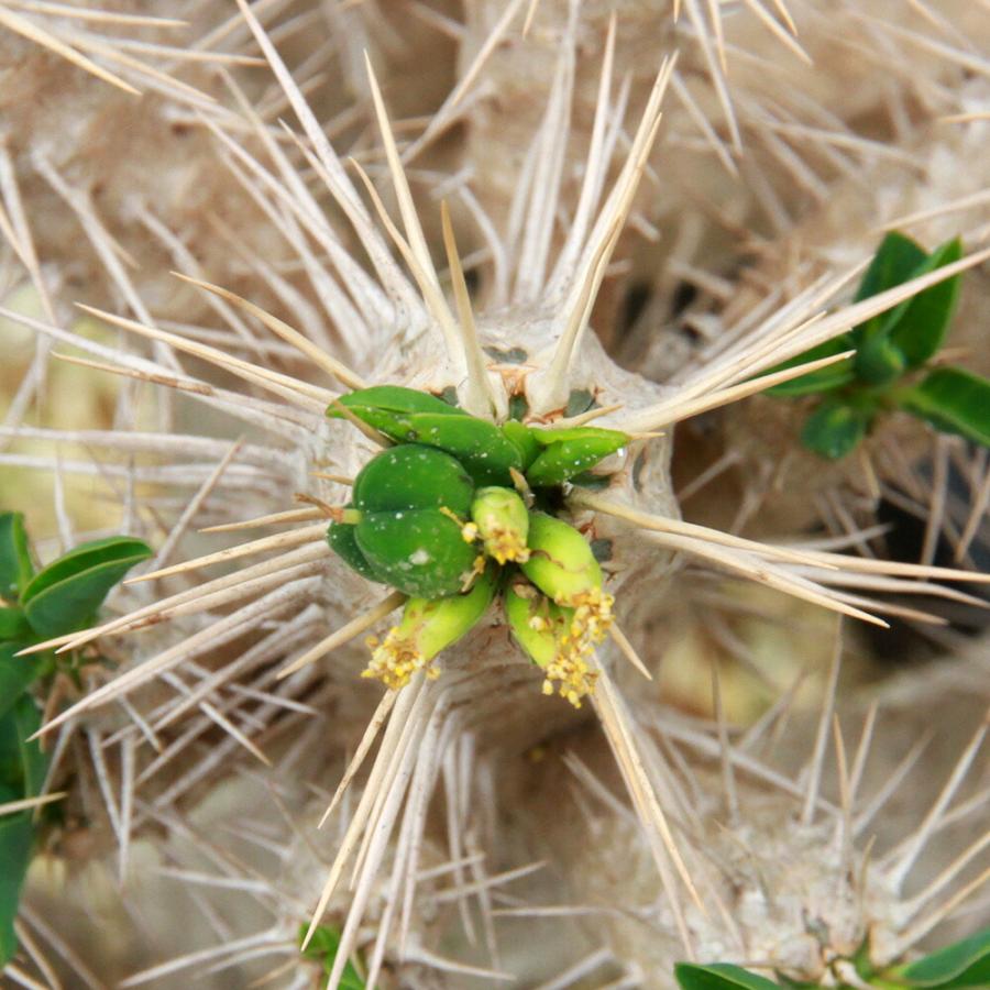 多肉植物）一点物 ユーフォルビア ギラウミニアナ 実生 5号（1鉢