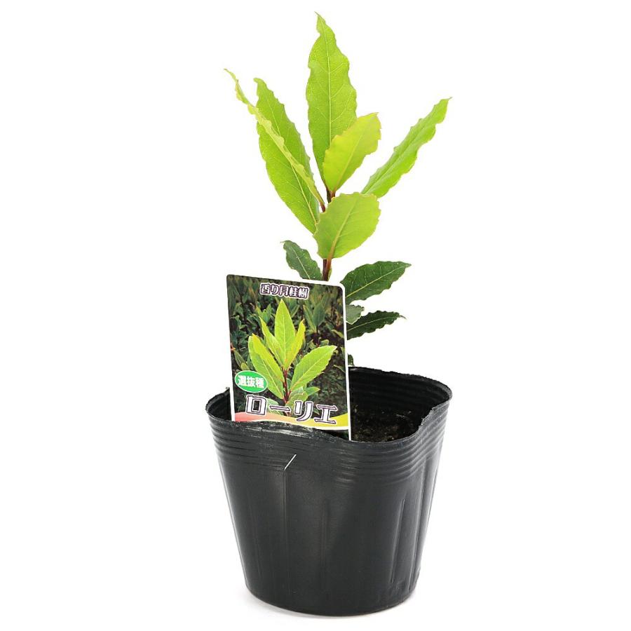 観葉植物）香り月桂樹（ローリエ） 3．5号（1ポット） 家庭菜園