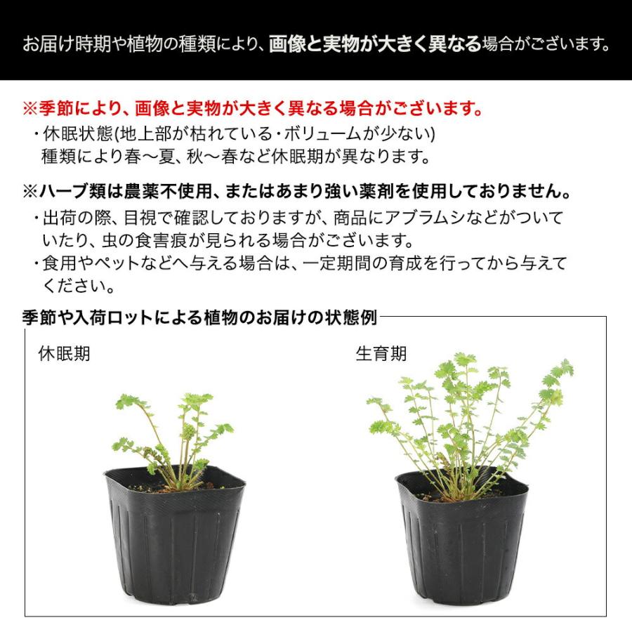 観葉植物）香り月桂樹（ローリエ） 3．5号（1ポット） 家庭菜園