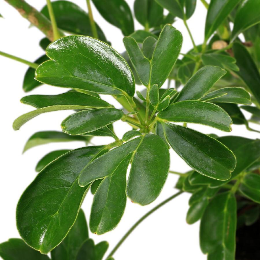 観葉植物）シェフレラ レナータ（金魚葉ホンコン） 5号（1鉢