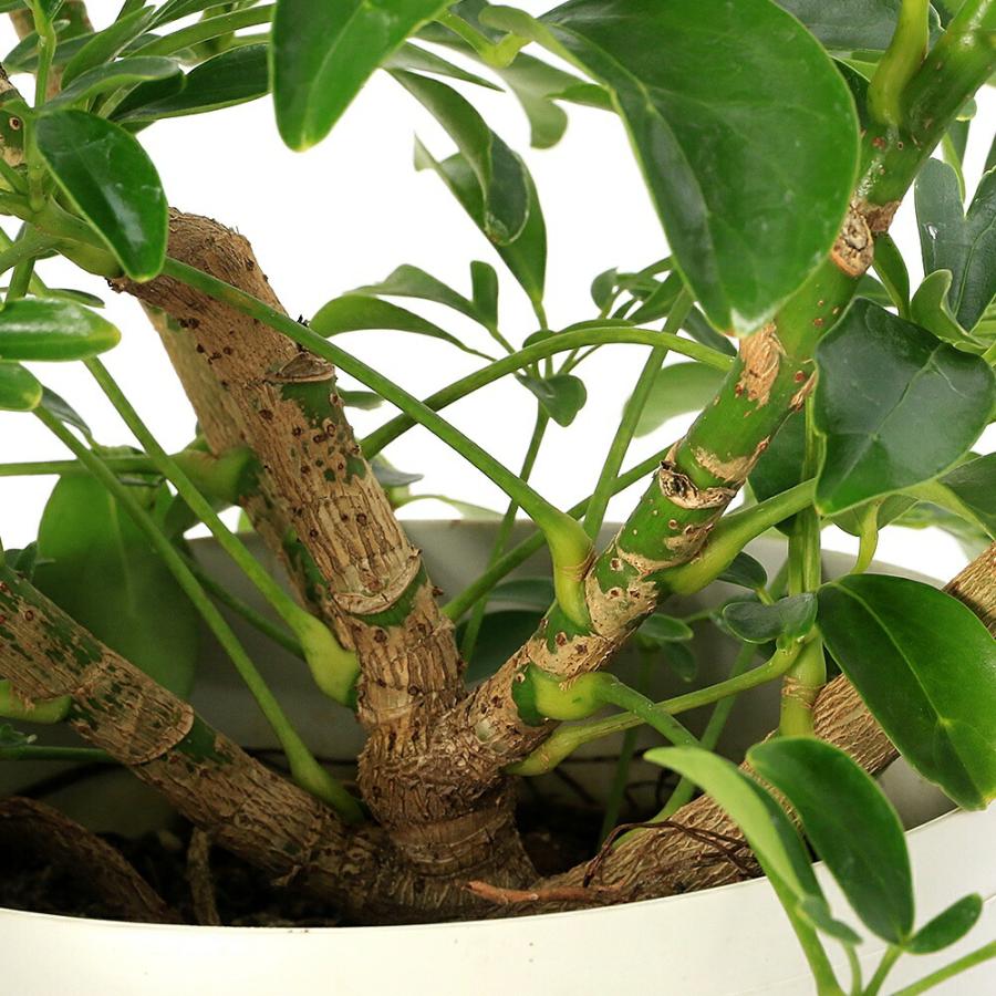 観葉植物）シェフレラ レナータ（金魚葉ホンコン） 5号（1鉢