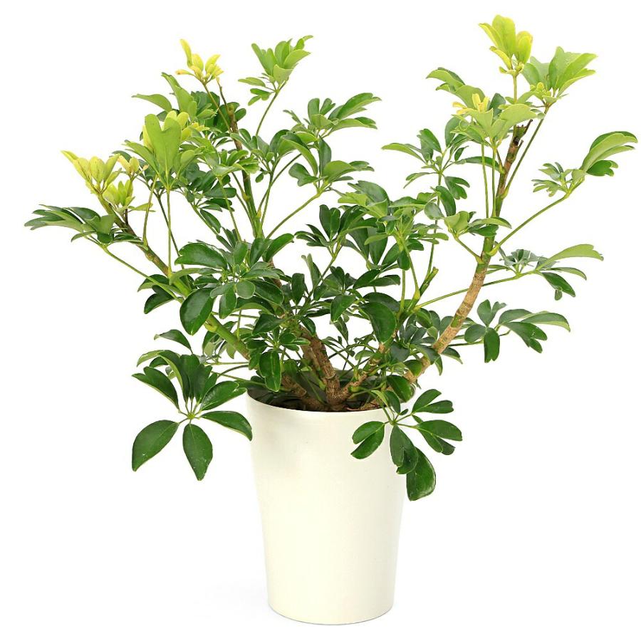 観葉植物）シェフレラ レナータ（金魚葉ホンコン） 5号（1鉢
