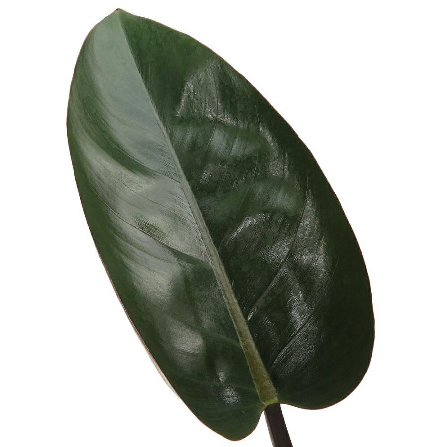 観葉植物）フィロデンドロン ロジョコンゴ 5号（1鉢） : charm 第2