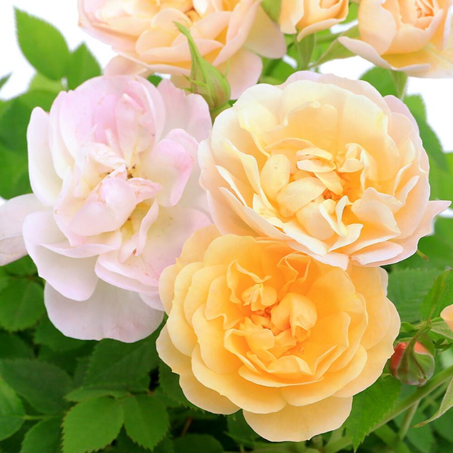（観葉植物）ミニバラ　プリズム　４号（１鉢）（Yahoo!・charm 第2ヤフー店）