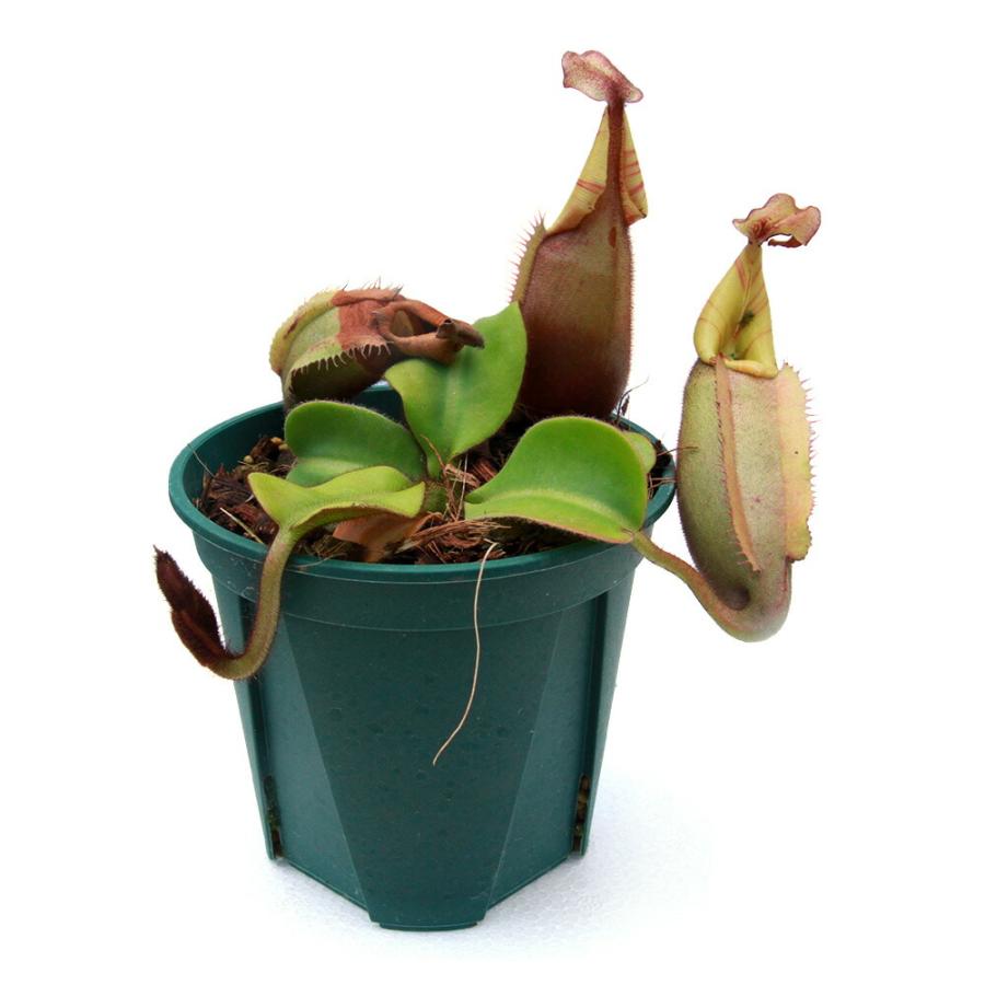 食虫植物）訳あり 一点物 ウツボカズラ ネペンテス ビーチ・バレオBE