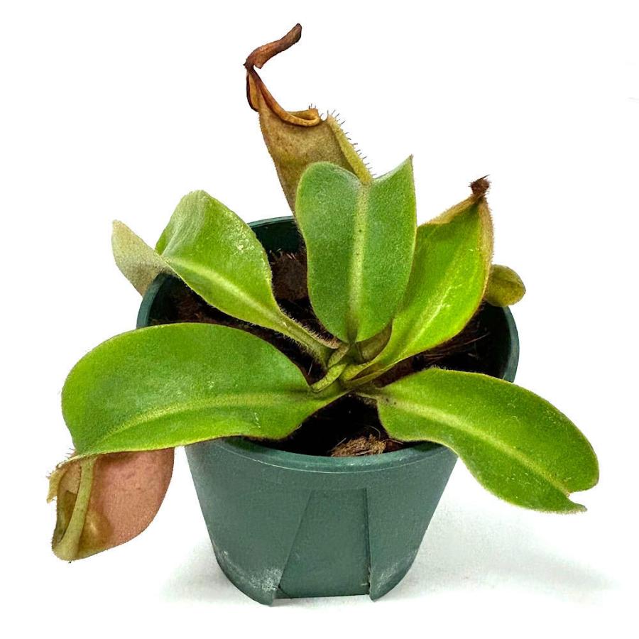食虫植物）訳あり 一点物 ウツボカズラ ネペンテス ビーチ・バレオBE