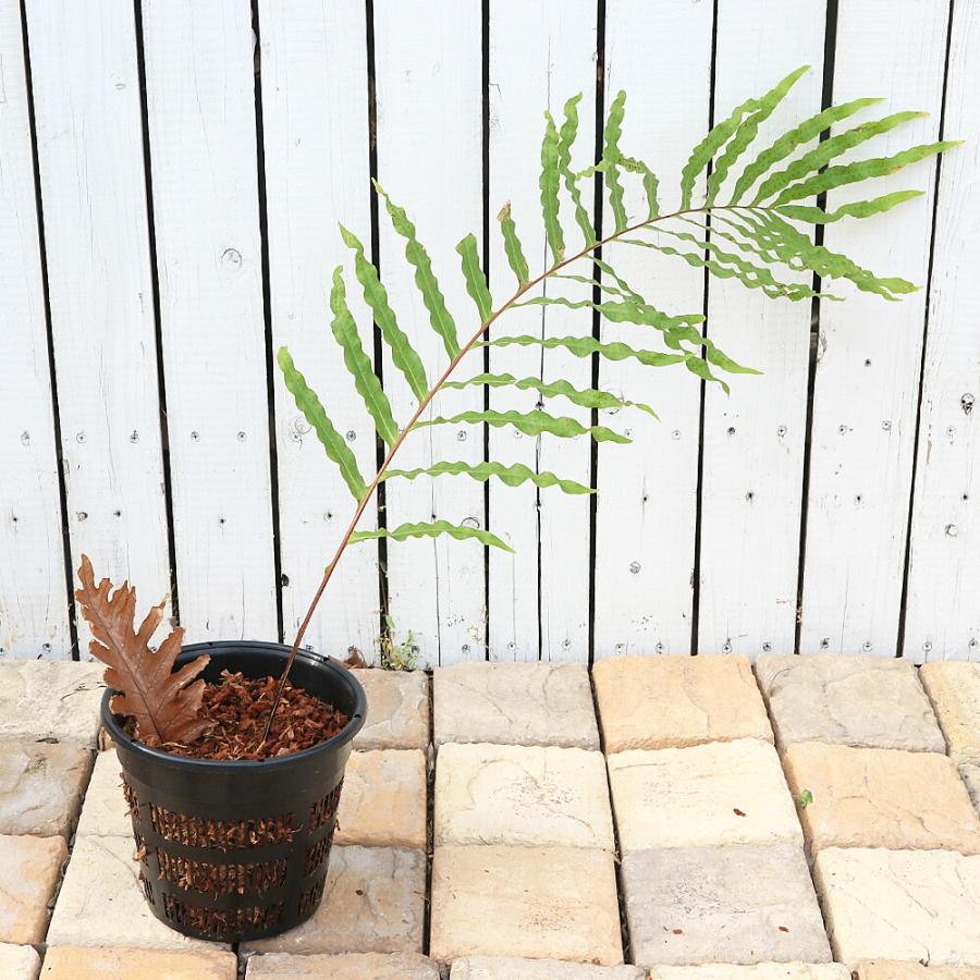 ドリナリア 7号 ポットごと 観葉植物）一点物 シダ ドリナリア Hybrid 7号（1鉢