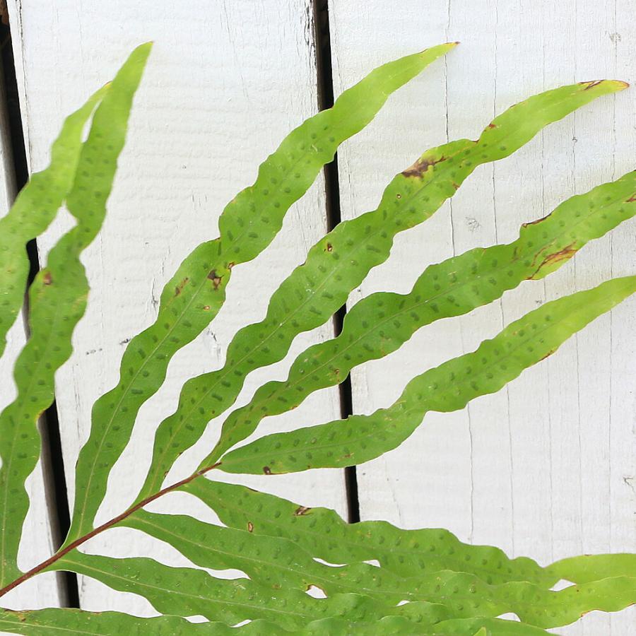 観葉植物）一点物 シダ ドリナリア Hybrid 7号（1鉢