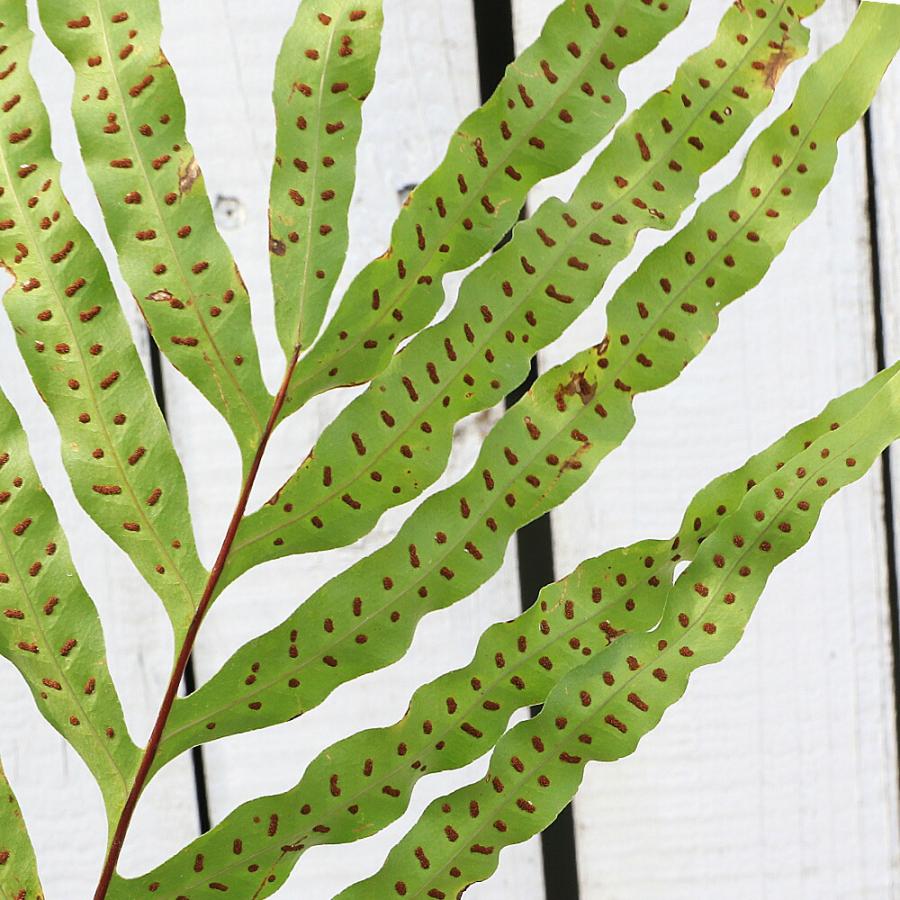観葉植物）一点物 シダ ドリナリア Hybrid 7号（1鉢