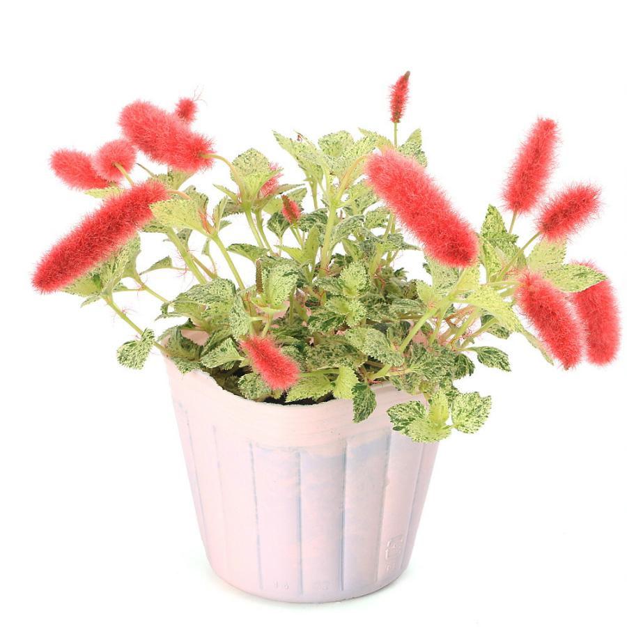 観葉植物）キャットテール 斑入り 3号（1ポット） : charm 第2ヤフー
