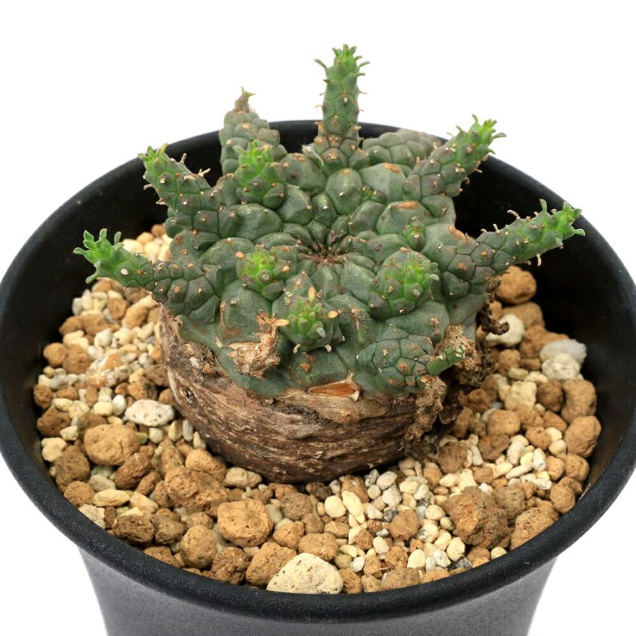 多肉植物）一点物 ユーフォルビア ガトベルゲンシス 3．5号（1鉢