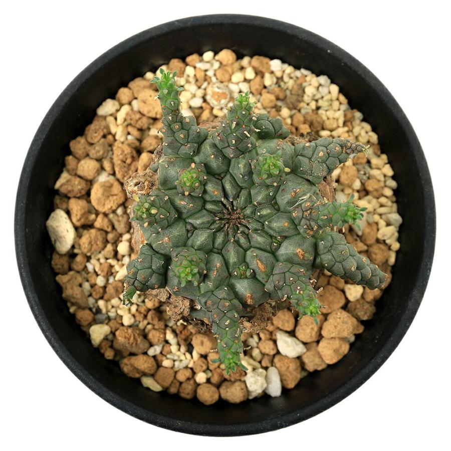 多肉植物）一点物 ユーフォルビア ガトベルゲンシス 3．5号（1鉢