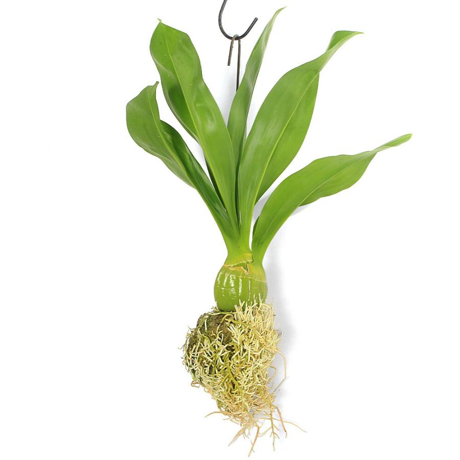 観葉植物）もじゃマトフィラム（グラマトフィラム） 吊るし （1個