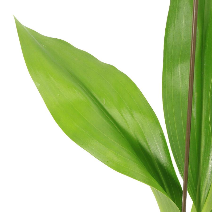 観葉植物）もじゃマトフィラム（グラマトフィラム） 吊るし （1個