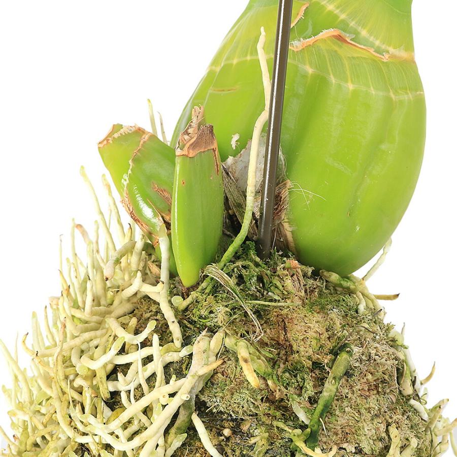 観葉植物）もじゃマトフィラム（グラマトフィラム） 吊るし （1個
