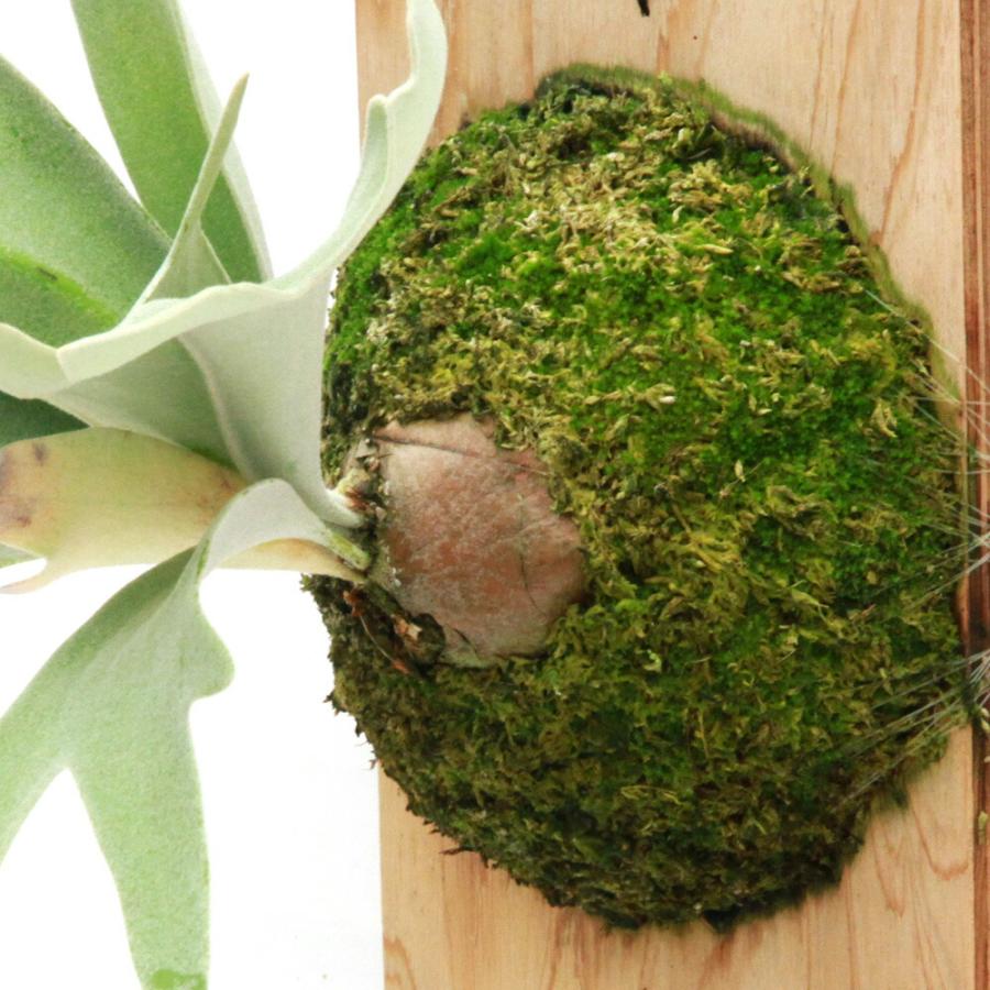 苗 （観葉植物）一点物 ビカクシダ ウィリンキー セルソ タツタ 板付け 