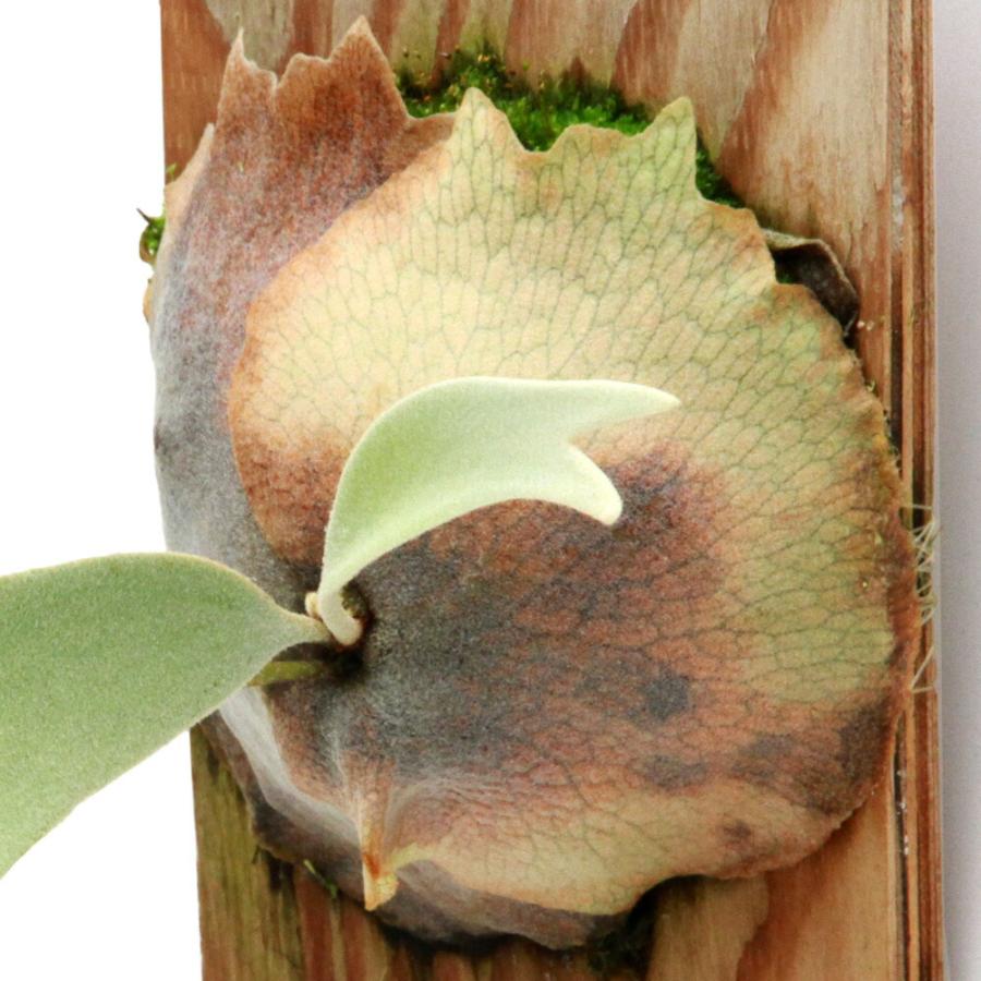 苗 （観葉植物）一点物 ビカクシダ ホワイト＆シャイン（ヴィーチー 