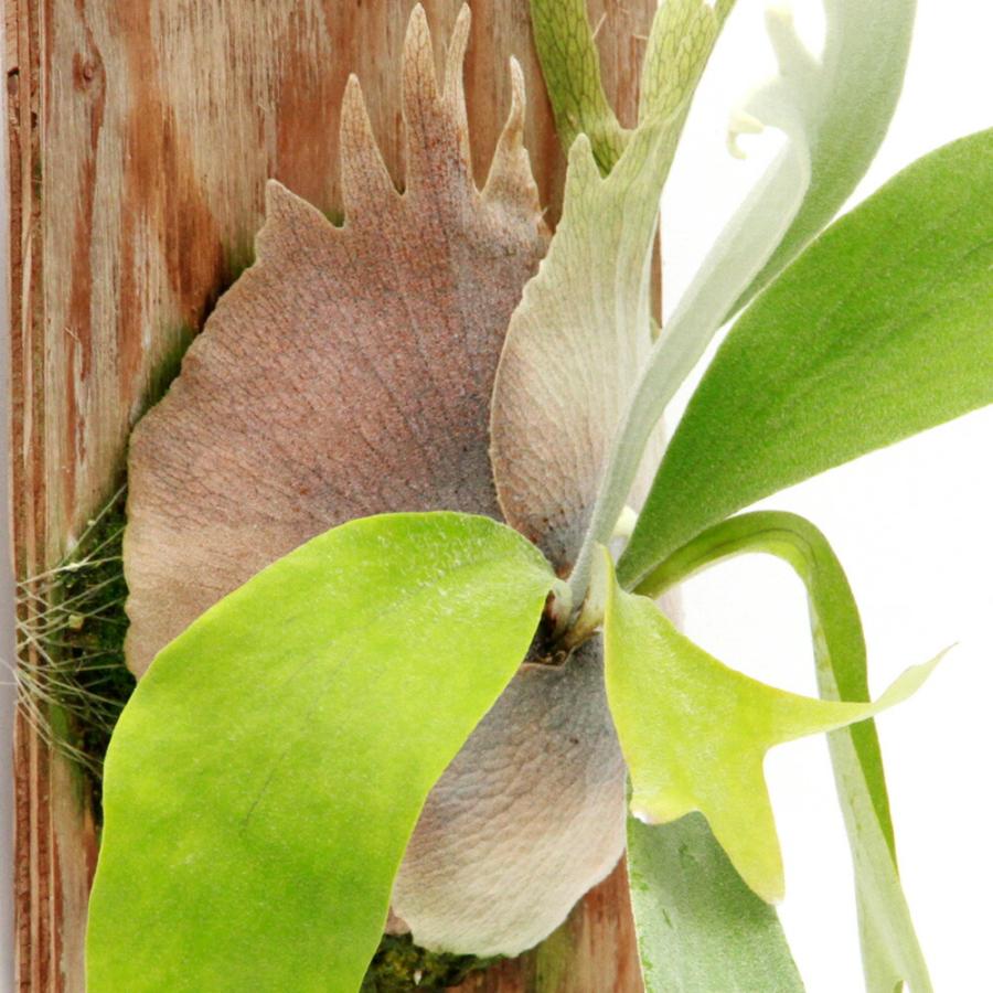 観葉植物）一点物 ビカクシダ モンキーノース 板付け（1株） : charm