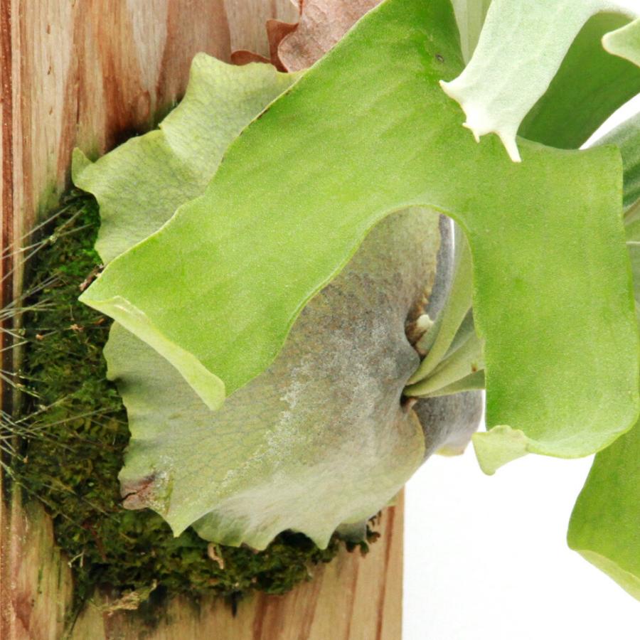（観葉植物）一点物　ビカクシダ　ゲイシャ　板付け（１株）_1