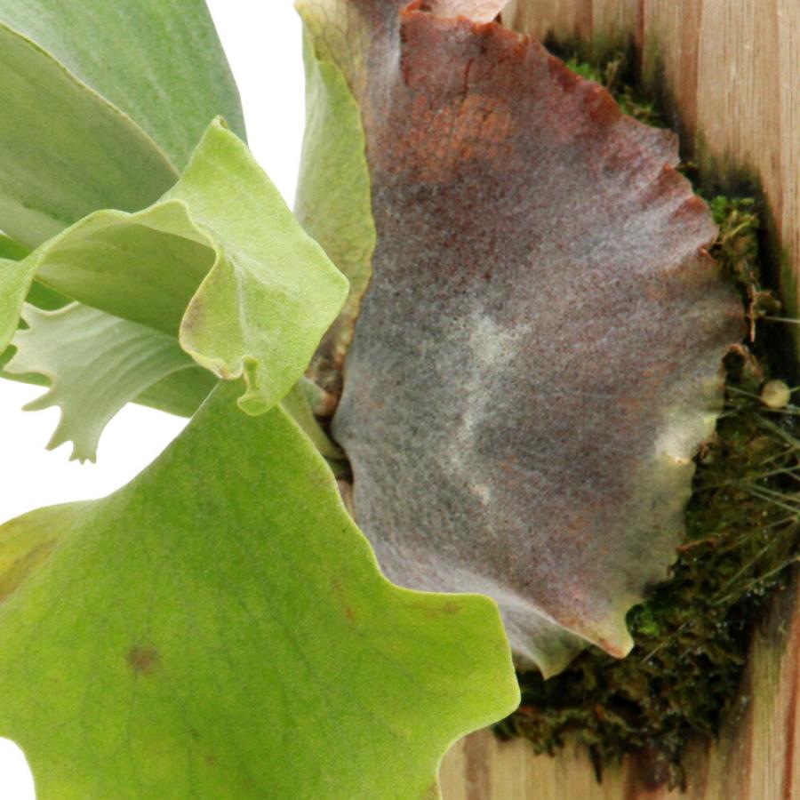 （観葉植物）一点物　ビカクシダ　ゲイシャ　板付け（１株）_2