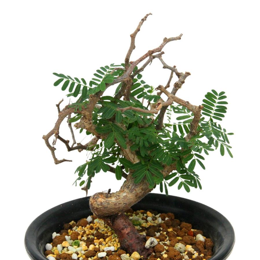 多肉植物）一点物 センナ メリディオナリス 実生株 5号（1鉢）枯れ