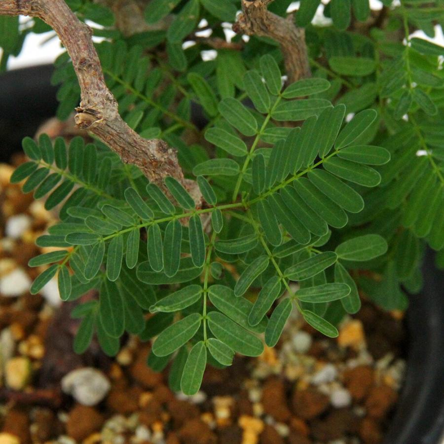 多肉植物）一点物 センナ メリディオナリス 実生株 5号（1鉢）枯れ