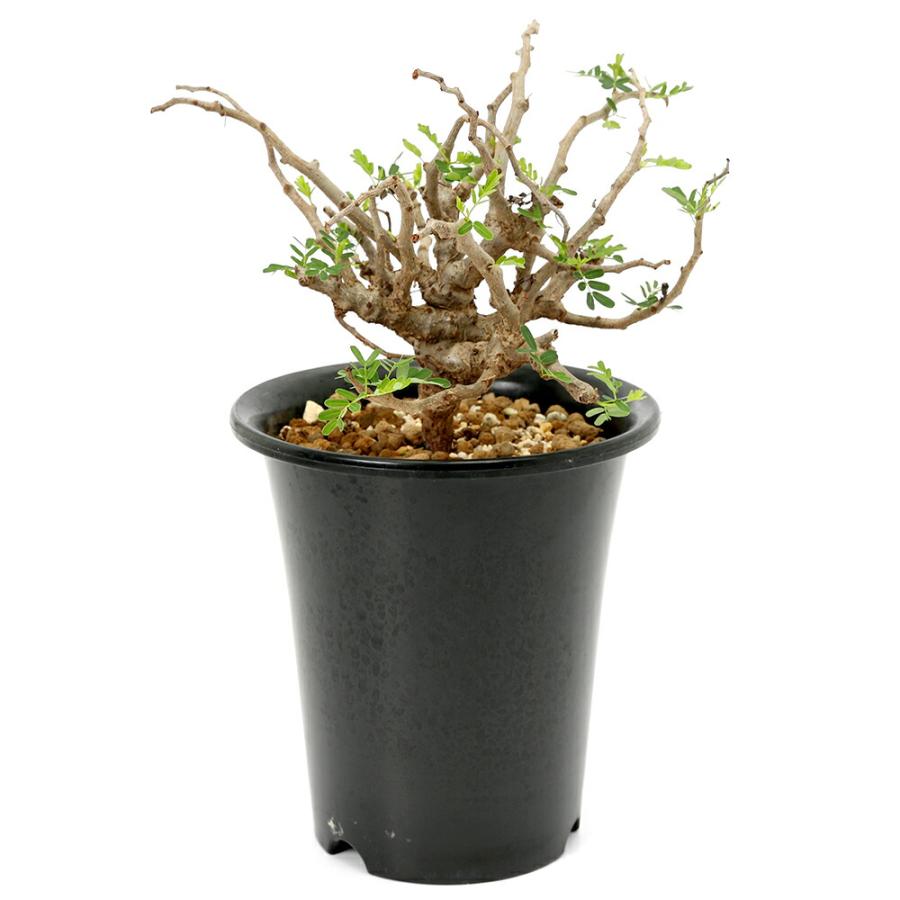 り*ょ様 Z345コーデックス センナ メリディオナリス 実生 大株 良型 多肉植物）一点物 センナ メリディオナリス 実生株 5号（1鉢