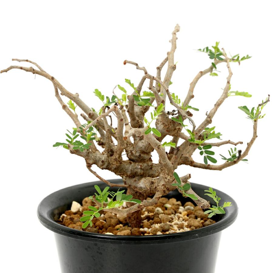 多肉植物）一点物 センナ メリディオナリス 実生株 5号（1鉢