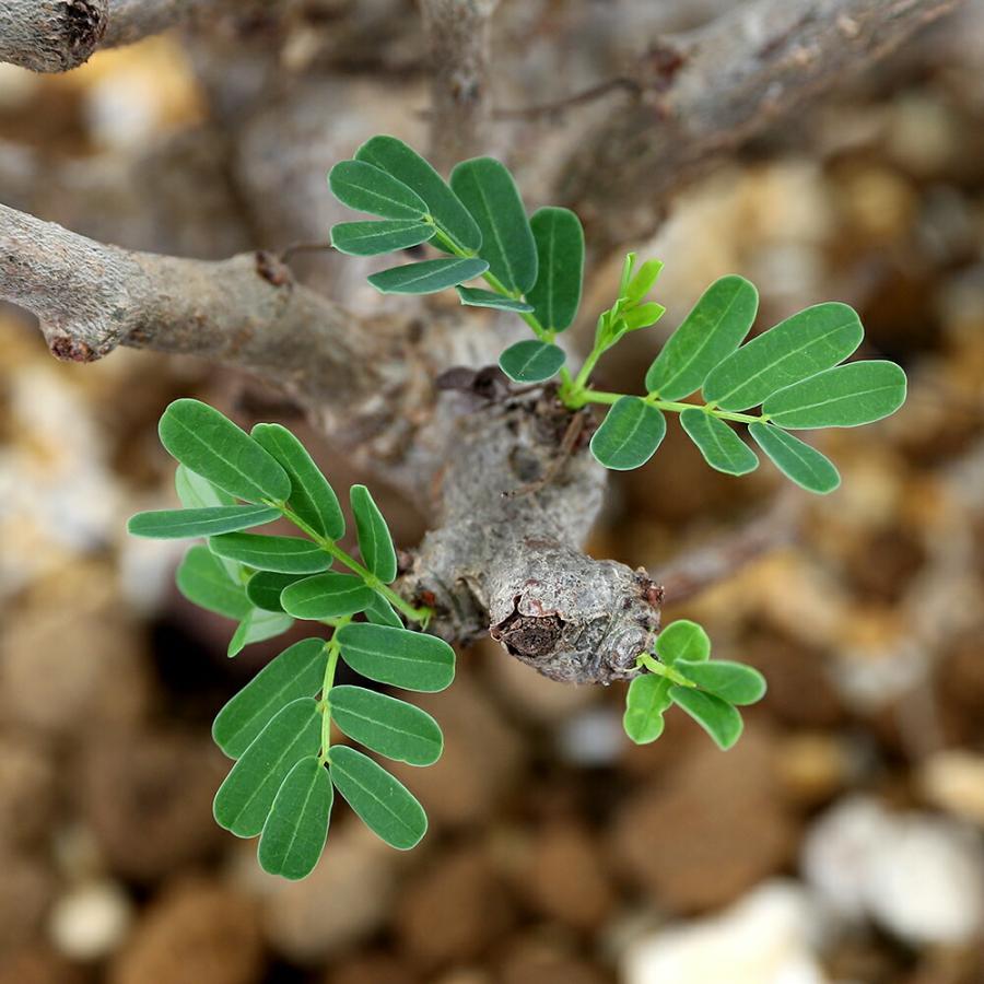 多肉植物）一点物 センナ メリディオナリス 実生株 5号（1鉢