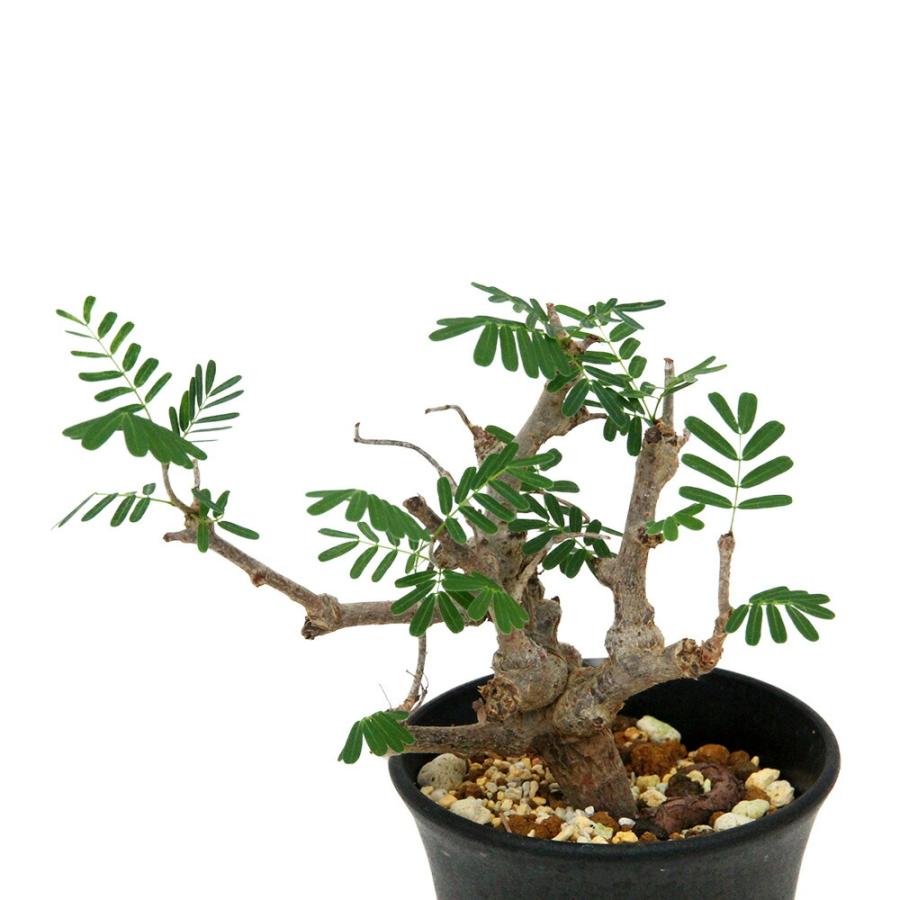 多肉植物）一点物 センナ メリディオナリス 実生株 3．5号（1鉢
